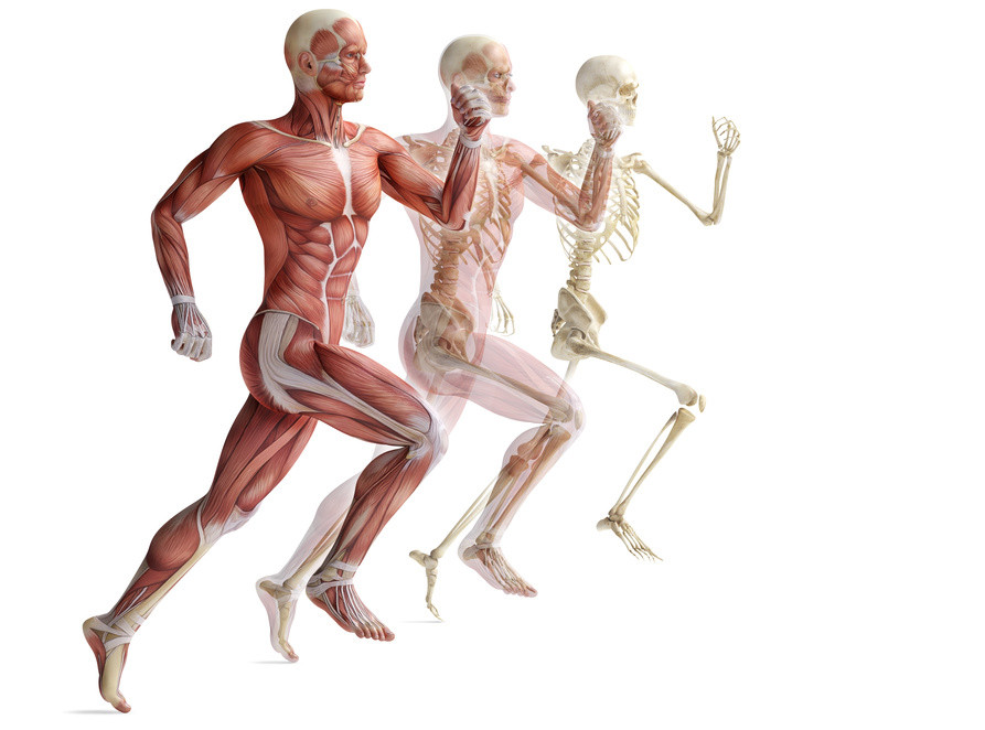 Ações musculares durante a corrida